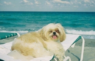 The back of a tan and white Shih-Tzu that is laying on top of a beach chair, it is looking forward, its mouth is open, its tongue is sticking out and in front of it is a large body of water. The dog is overweight.