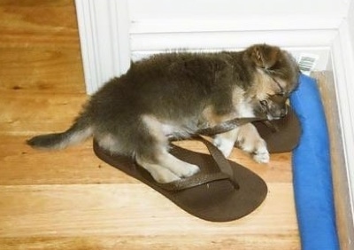 A black with tan and white Silkese puppy is sleeping on its left side and it has its paws inside of two brown flip flop sandels on top of a hardwood floor.