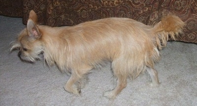 The left side of a tan with white Silking that is walking across a carpeted surface. It is looking down as it walks. The dog has longer fringe hair on its tail, face and belly.