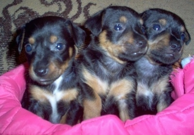 Three black with tan and white Silky-Pin puppies are sitting lined up in a row inside of a small basket lined with a hot pink blanket.