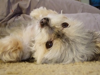 Close up head shot - A longhaired, white with grey Silhyhuahua dog is laying on its back on a carpeted surface. It has wide, brown almond-shaped eyes.
