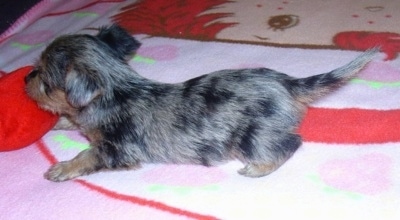 The back left side of a merle Silkyhuahua puppy that is laying across a Strawberry Shortcake blanket looking to the left.