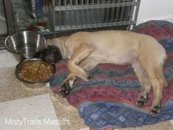 Saul the Mastiff Puppy is laying on a blanket in front of a dog bowl filled with food and a dog bowl filled with water