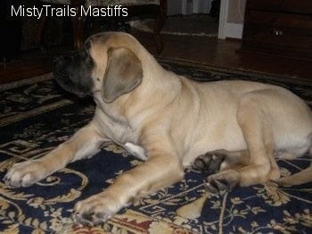 Saul the Mastiff Puppy laying on a carpet looking into the distance