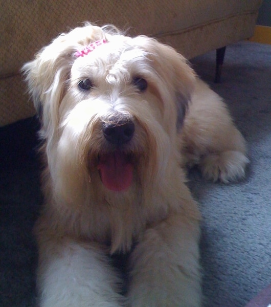A long-haired, tan with black Soft Coated Wheaten Terrier dog is wearing a pink ribbon over its head. It is laying on a rug with its mouth open and its tongue is sticking out. It has wide round black eyes.