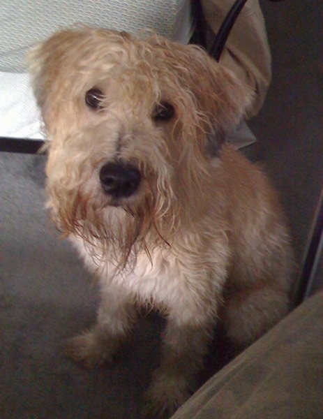 Front view - A tan Soft Coated Wheaten Terrier dog is sitting across a carpeted surface, its head is slightly tilted to the right, it is looking up and forward. There is a bed behind it. The dog has long wavy hair with a big black nose and round black eyes.