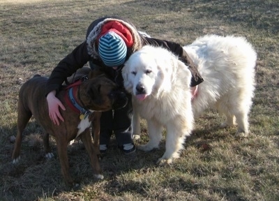 A Person is standing outside and is hugging A brown brindle with white Boxer and a white Great Pyrenees.