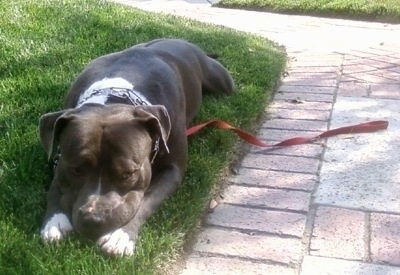 A black American Staffordshire Terrier is laying down on a lawn. Its leash is attached and it is laying next to the dog.