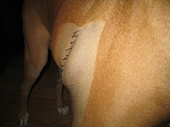 The shaved area with stitches on Allie the Boxer with the area swollen