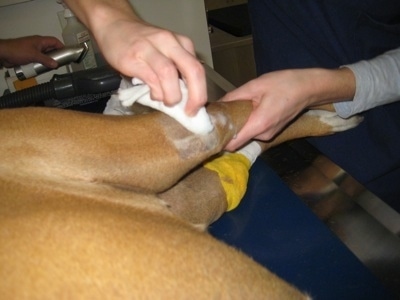 A person rubbing Allie's shaved knee with a white gauze pad as Allie lays on the table and another person is setting the shaver down in the background
