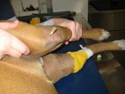 Allie the Boxers laying on a vet's table with a yellow needle in her left knee and hands holding her leg steady