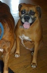 Allie the Boxer is sitting on a hardwood floor next to Bruno the Boxer.