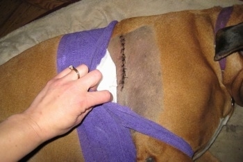 A person is pulling back the purple wrap around Allie the Boxer to reveal stitches
