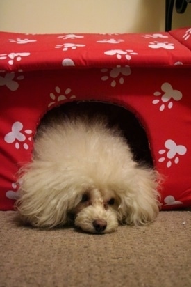 A fluffy, white Teacup Poodle dog laying down on a carpet and its head is sticking out of an indoor dog house.