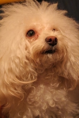 Close up head shot- A white Teacup Poodle dog looking up and to the right. The dog has a brown nose and fluffy soft hair.