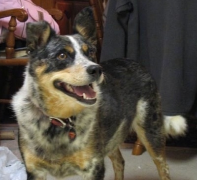 cattle dog and australian shepherd mix