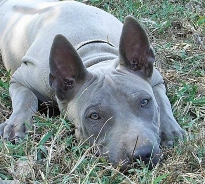 silver ridgeback