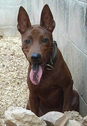 Front view - A short haired, brown Thai Ridgeback dog sitting behind a small pile of rocks looking forward. Its mouth is open showing its long pink and black tongue. It has brown almond shaped eyes and very large pointy perk ears. It is wearing a thick black leather collar.