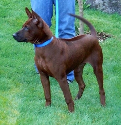 The front left side of a brown with black Thai Ridgeback dog is standing in a field and it is looking to the left. There is a person in blue jeans standing behind it. It has a short coat with a line down the center of its back and perk ears. The dog's tail is up.