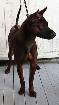 Thai Ridgeback Dog Breed Pictures, 1