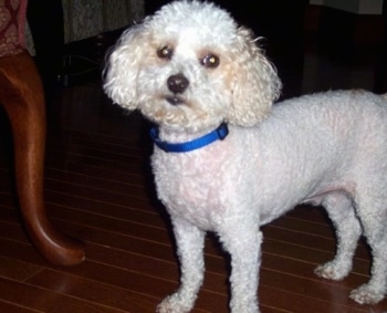 The front left side of a shaved white Toy Poodle that is standing across a hardwood floor, it is looking forward and its head is slightly tilted to the right. It has longer fluffy hair on its head with dark round eyes, a black nose and black lips.