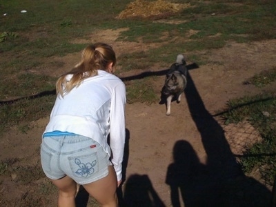 A black, grey and white Norwegian Elkhound is walking towards a blonde-haired girl who is bending down.