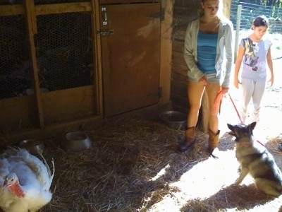 A black, grey and white Norwegian Elkhound is sitting in a coop and it is looking forward. There is a blonde-haired girl standing in front of the dog. Across from them is a large white tom turkey.