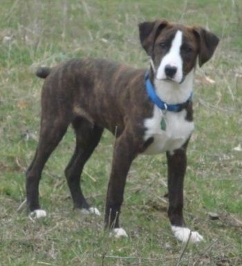 The front right side of a brown brindle with white Treeing Cur puppy that is standing across grass, it is looking forward and its head is slightly tilted to the right.