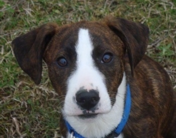 Close up head shot - Top down view of a brindle with white Treeing Cur puppy that is sitting in grass and it is looking up. The dog is wearing a blue collar. Its eyes are dark, it has a black nose and soft ears that hang down.