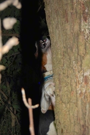 A brown and black with white Treeing Walker Coonhound dog jumping up against the side of a tree barking.