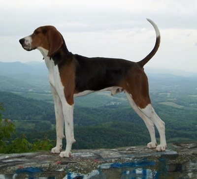 The left side of a tall brown and black with white Treeing Walker Coonhound dog standing across a large stone wall with the view of a valley.