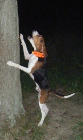 The left side of a tricolor, brown and black with white Treeing Walker Coonhound dog jumped up at the side of and barking up a tree. The dog has a long tail.