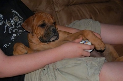 A brown Valley Bulldog puppy is laying across a persons lap. The person has a wireless Gamecube controller in there hand and the person is laying on a couch. The puppy has large paws.