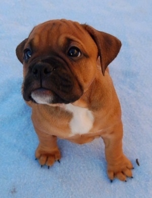 Close up - Top down view of a brown with white and black Valley Bulldog puppy that is sitting on snow and it is looking up. The dog is wide and pudgy with wrinkles on his forehead a black snout and a white chest.