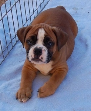 Top down view of a pudgy, thick, wrinkly brown with white and black Valley Bulldog puppy laying across a snowy surface, to the left of it is a chainlink fence, it is looking up and forward.