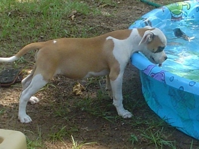 The right side of a red and white Vanguard Bulldog puppy that is drinking water out of a blue kiddie pool filled with water. The pup has a thick body.