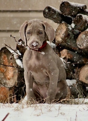 A Weimaraner puppy is sitting in snow outside in front of a house and a pile of logs. The puppy has snow on its nose and extra skin.