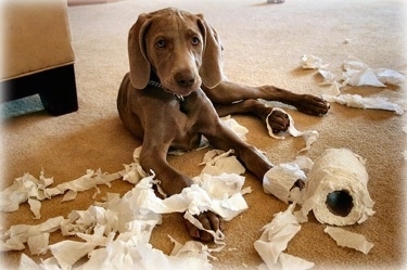 A Weimaraner puppy is laying on a rug and in front of it is a roll of decimated toilet paper that the dog chewed all up.