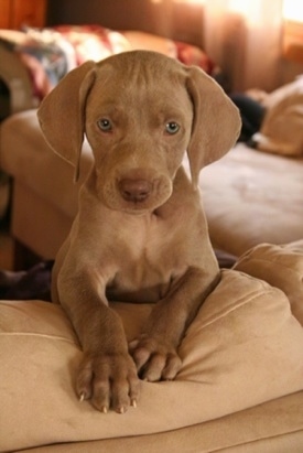 Front view - A gray Weimaraner puppy that is standing across the back of a couch. Its eyes are silver green in color.