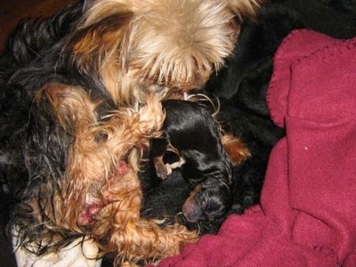 A litter of newborn puppies with their mother, still wet from birth