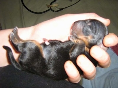 newborn teacup puppies