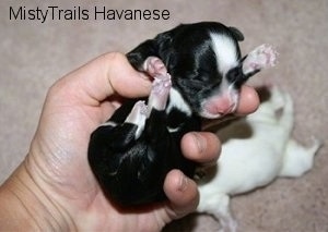 Newborn Pup being picked up by a person