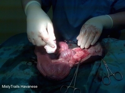 The inside of a dam after a c-section. The rippled area is the uterine horn and there are gloved latex hands over top of it.