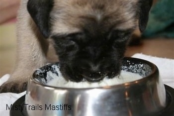 Mastiff puppy eating out of a bowl