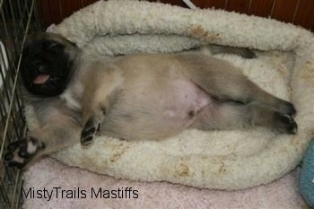Mastiff Puppy laying on a dog bed in a cage