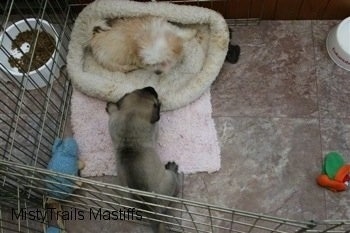 Havanese Puppy and Mastiff puppy in the Same pen socializing together