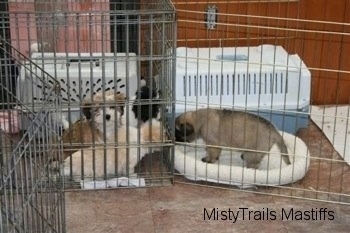 Mastiff Puppy and Havanese Puppy sniffing each other through a x-pen