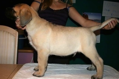 Left Profile - Mastiff Puppy