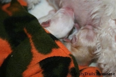 Two Nursing Puppies laying under a blanket