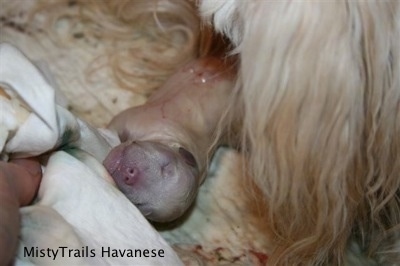 Third Puppy has been born